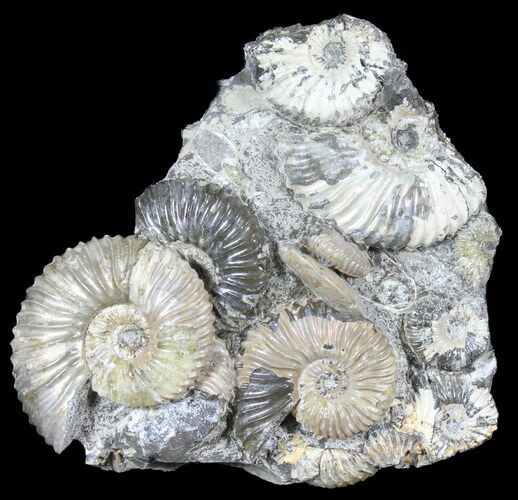 Iridescent Deschaesites Ammonite Cluster - (Special Price) #39151